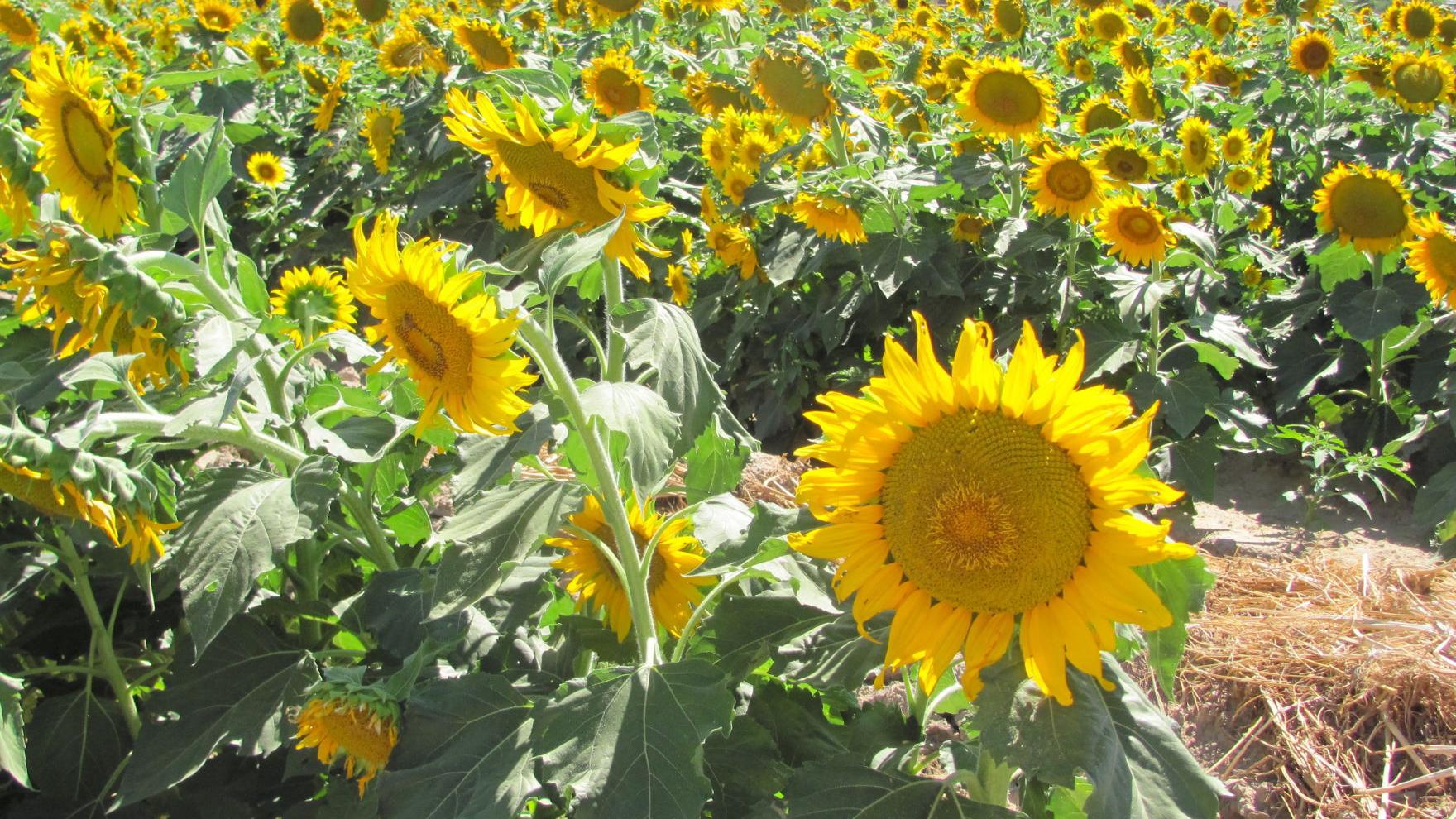 Fields of sunflowers at University of Arizona agricultural center aid bee research